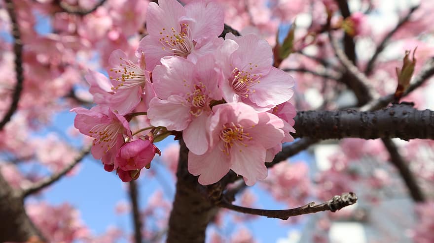 Sakura, Kirschblüten, pinke Blumen, Frühling, Natur, Kawazuzakura, Blumen, Kirschbaum, pinke Farbe, Blume, Ast