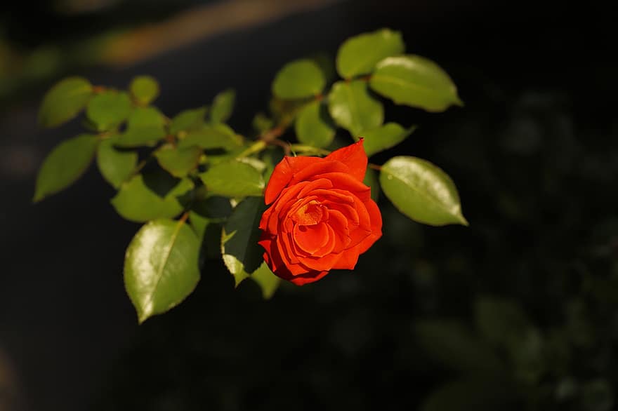 Роза, цветок, завод, Красная роза, красный цветок, лепестки, цветение, листья, природа