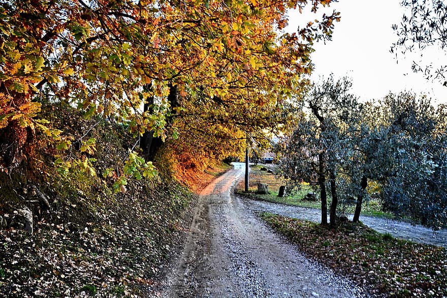 ถนนลูกรัง, ต้นไม้, ชนบท, ถนน, ถนนในชนบท, Via Delle Tavarnuzze, Chianti, ฟลอเรนซ์, ทัสคานี, ฤดูใบไม้ร่วง, ป่า