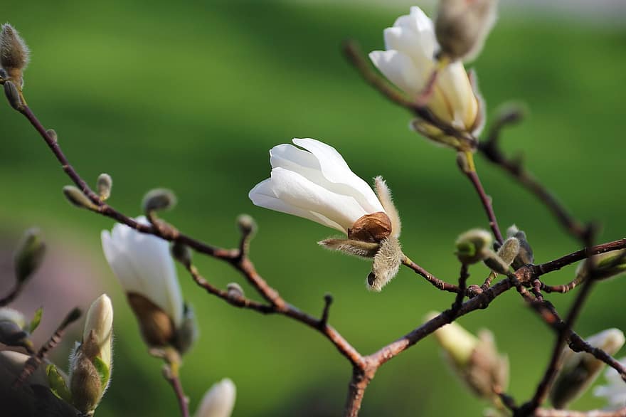 magnolia, blomst, knopp, gren, vår, blomstre, blomstrende, flora, anlegg, natur, nærbilde