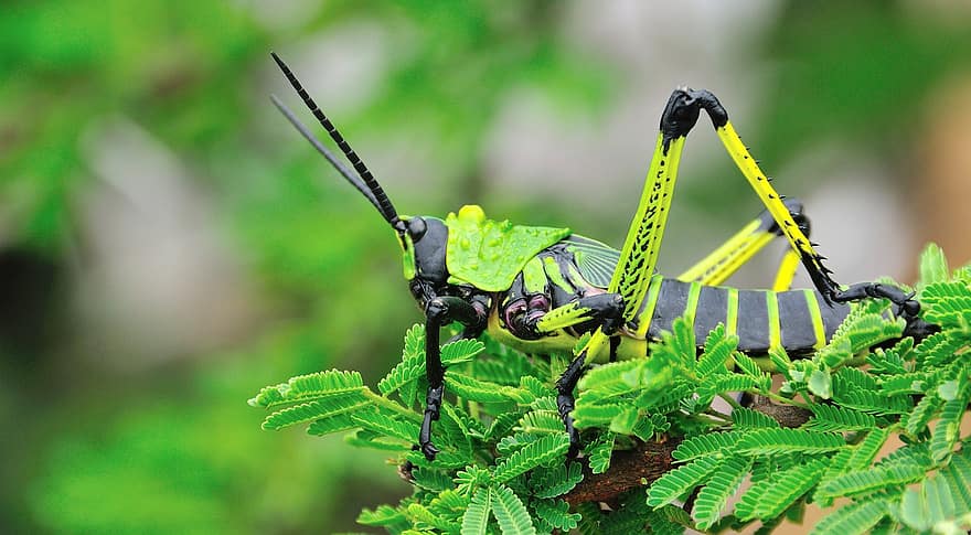 belalang, serangga, kaki, antena, bug, ilmu serangga, keanekaragaman hayati, Taman Nasional, alam