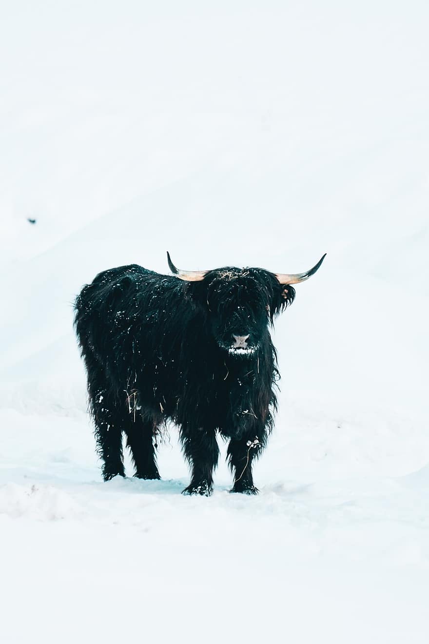 високогірна худоба, корова, зима, сніг, тварина, скотарство, високогірна корова, ссавець, холодний, замет, природи