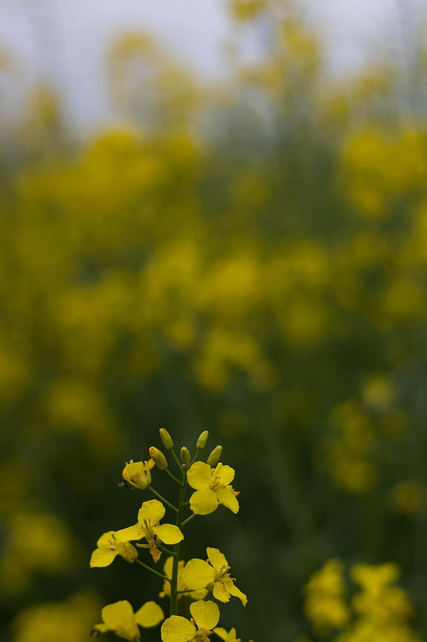 Agricultural Field, Rapeseed Blossoms, Oilseed Rape, Rape Field, Yellow Flowers, Flowers, Agriculture, Blossom, Botany, Countryside, Environment
