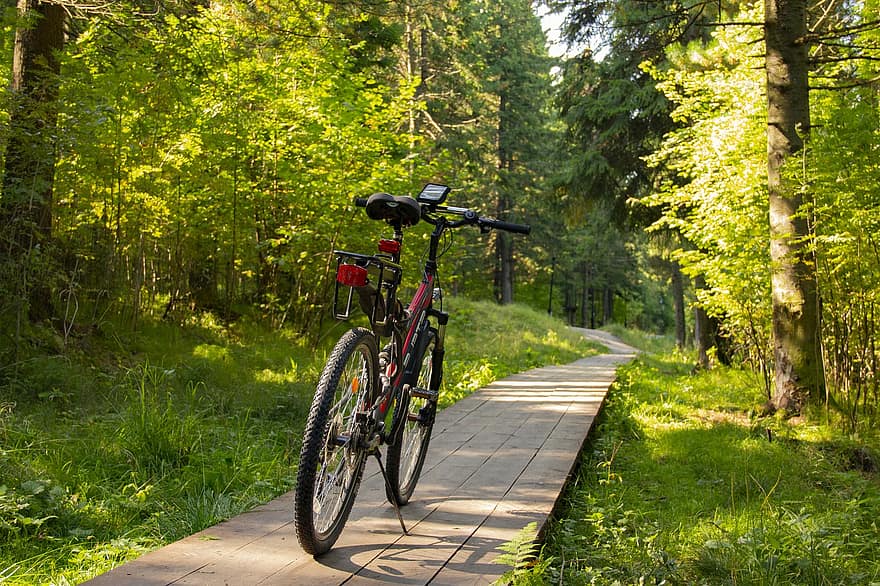 bicikli, pálya, erdő, utazás, séta, fa