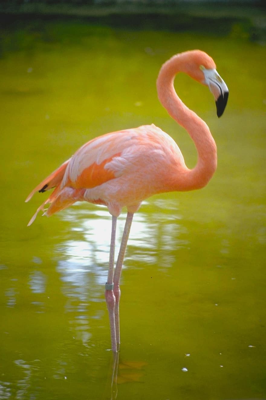 flamingo, putns, knābis, rozā, spalvas, zooloģiskais dārzs, fauna, ezers