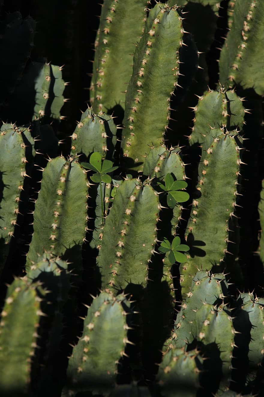 kaktus, kaktusar, öken-, saftig, växter, naturfotografering, tapet, moder Natur, grön, grön färg, växt