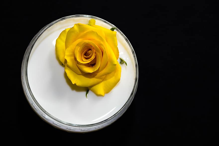 Rose, Flower, close-up, petal, single object, single flower, yellow, romance, flower head, freshness, backgrounds
