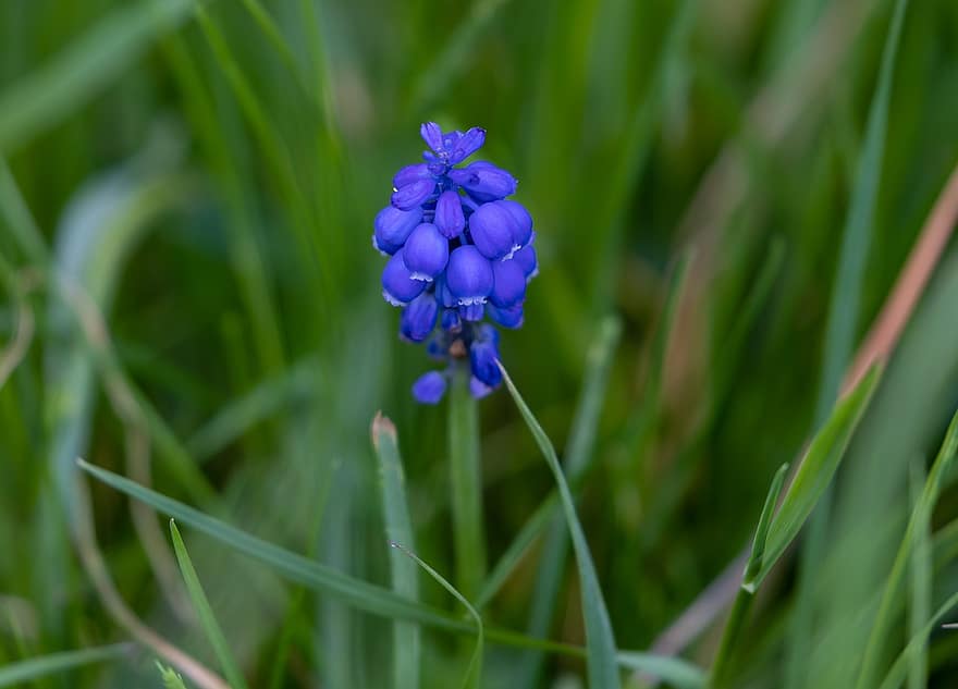 hyacinth anggur, bunga, menanam, muscari, bunga biru, berkembang, bunga liar, taman, alam
