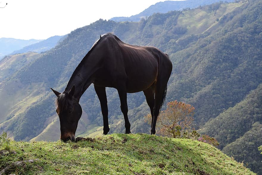 con ngựa, núi, chăn thả, đồng cỏ, Thiên nhiên, phong cảnh, cảnh nông thôn, nông trại, cỏ, con ngựa giống, ngựa cái