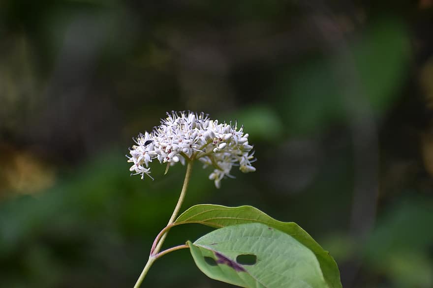 Biene, Lavendel, Insekt, Honig, Natur, Garten, blühen, Frühling, Blumen, Pflanze