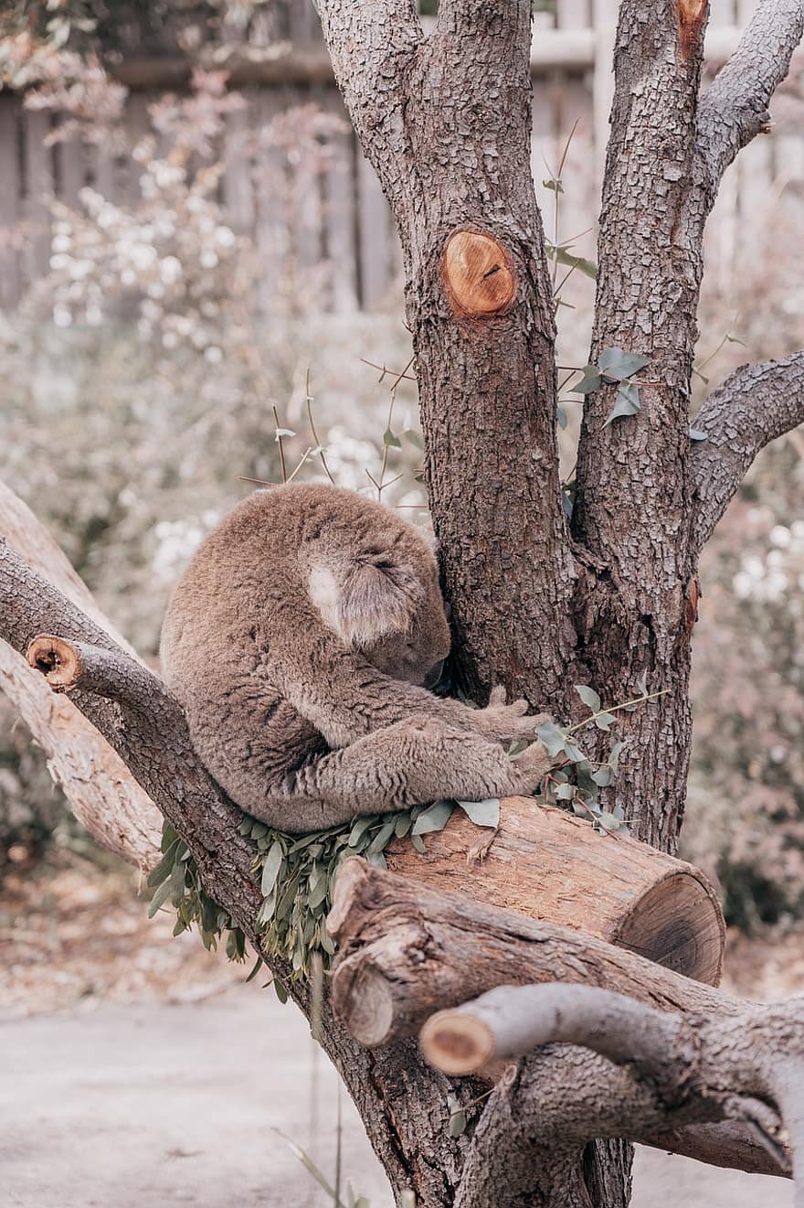 animale, koala, natura, albero, marsupiale, addormentato, selvaggio, Australia, specie, ramo, animali allo stato selvatico