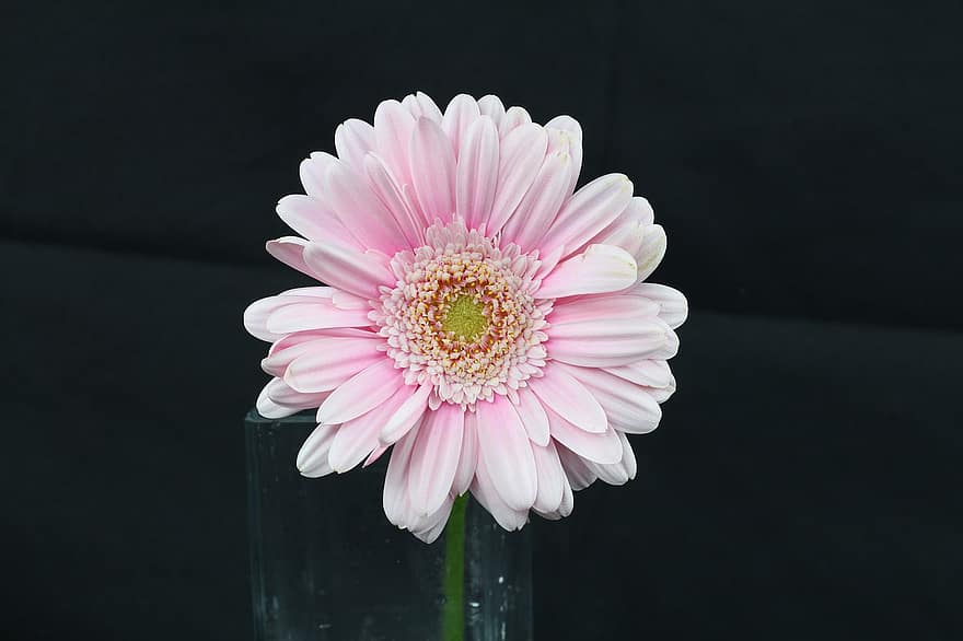 transvaal Daisy, gerbera Daisy, rožinė gėlė, sodas, pobūdį, gėlė, Iš arti, augalų, žiedlapis, gėlių galva, vasara
