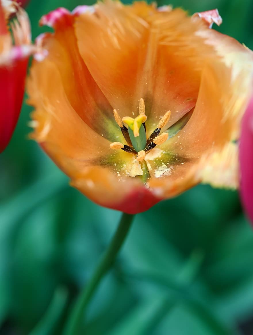 virág, tulipán, tavaszi virágok, sárga tulipán, virág stigma, megbélyegzés, növényvilág, különleges, bezár, makró, Tulipán szezon