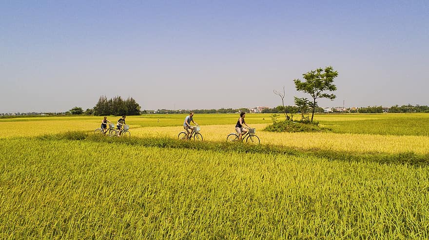 kerékpározás, rizsföld, emberek, biciklizés, rizs paddies, rizsföldeken, ültetvény, tanya, rizs gazdaság, mezőgazdaság, tájkép