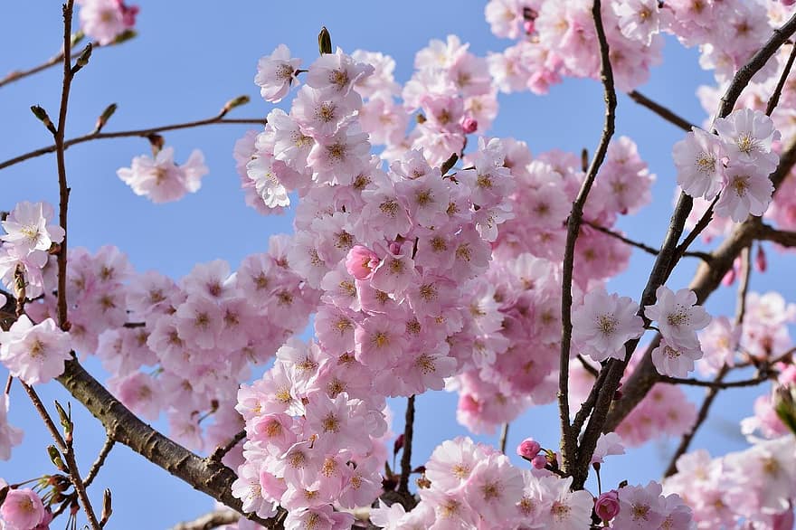 cseresznyevirág, virágok, tavaszi, rózsaszín virágok, Sakura, virágzás, virágzik, ág, fa, természet