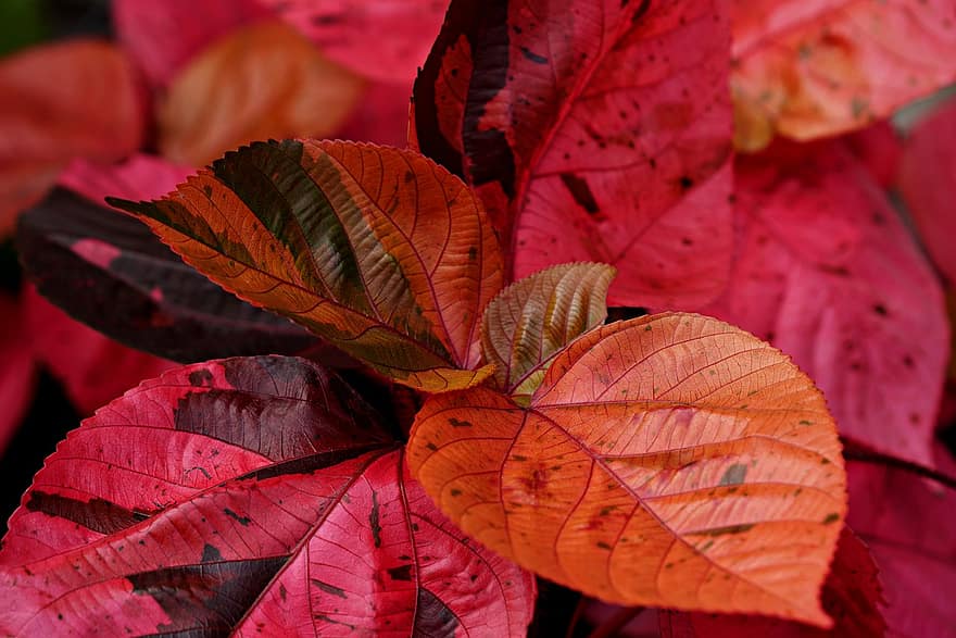 लाल पत्तियां, पत्ते, पौधा, लीफ, पतझड़, पीला, बहु रंग का, मौसम, क्लोज़ अप, पृष्ठभूमि, चमकीला रंग