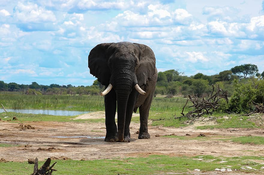 हाथी, जानवर, सस्तन प्राणी, अफ्रीकी हाथी, दाँत, जंगली, सूँ ढ, मोटे चमड़े का जनवार, बड़ा जानवर, बड़े स्तनपायी, अफ्रीका