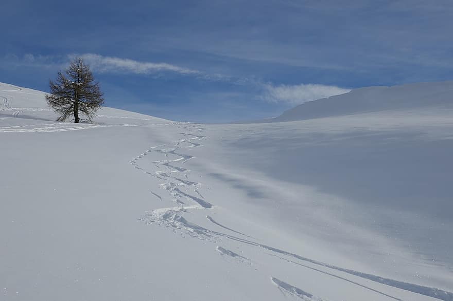 поле, долина, дерево, снег, кататься на лыжах, печать, холм, гора, курорт, веселье, на открытом воздухе