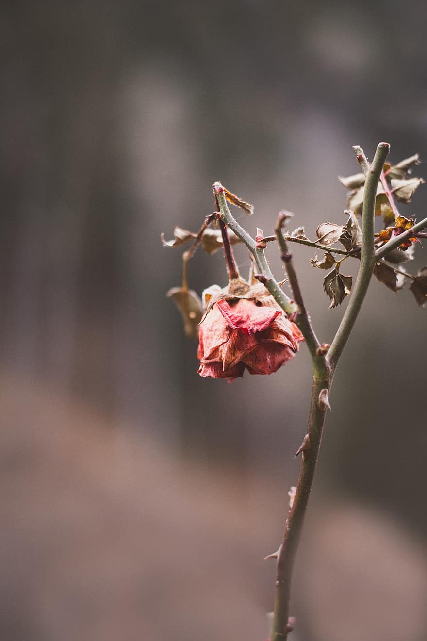 Rosa, marchito, flor, planta, seco, flora, naturaleza, invierno
