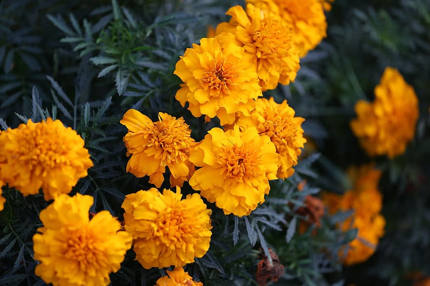 Marigolds, Flowers, Garden, Petals, Yellow Petals, Bloom, Blossom, Botany, Flora, Plants