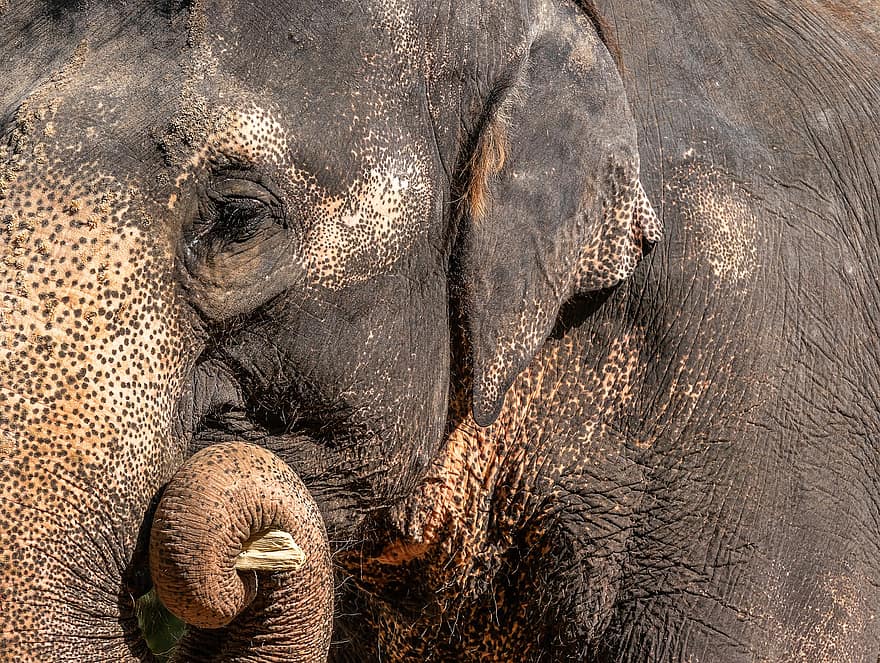 elefant, paquiderm, vida salvatge, primer pla, Àfrica