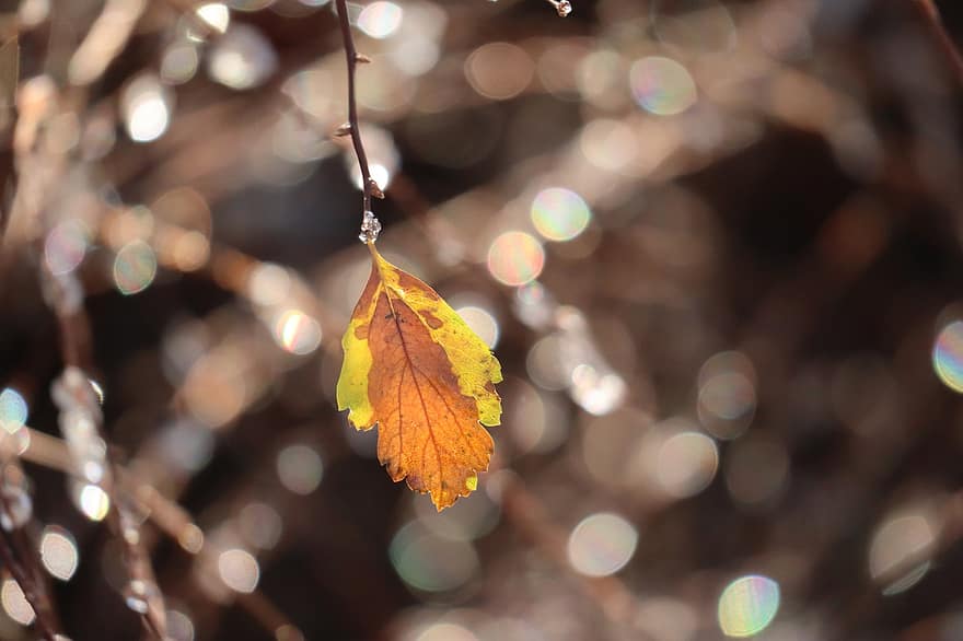Leaves, Foliage, Tree, Branch, Veins, Colorful, Autumn, Season, Frost, Ice