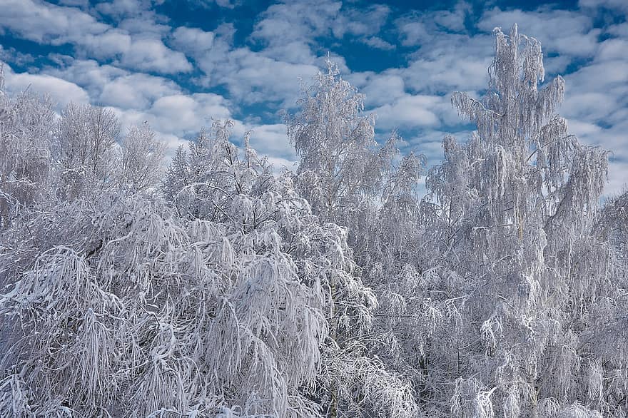 žiemą, pobūdį, medžiai, sniegas, šalčio, sezoną, lauke, miškas, medis, mėlyna, ledas
