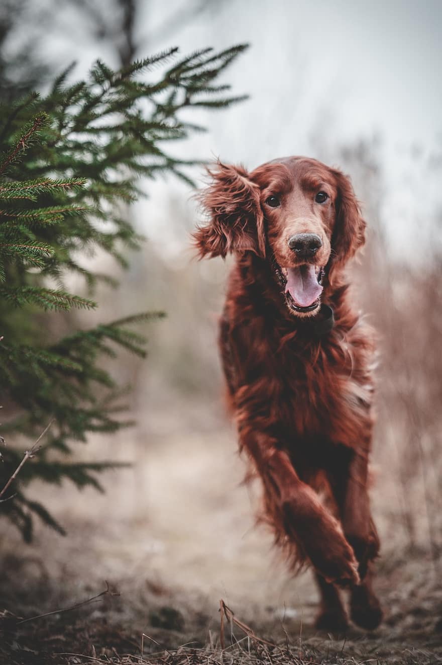 Dog, Irish, Setter, Mischievous, Forest, Hunting, Hunting Dog, pets, canine, purebred dog, cute