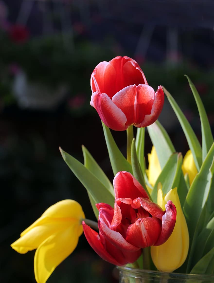Tulpen, Blumen, Pflanze, Blütenblätter, rote Tulpen, gelbe Tulpen, blühen, dekorativ, Nahansicht, Gelb