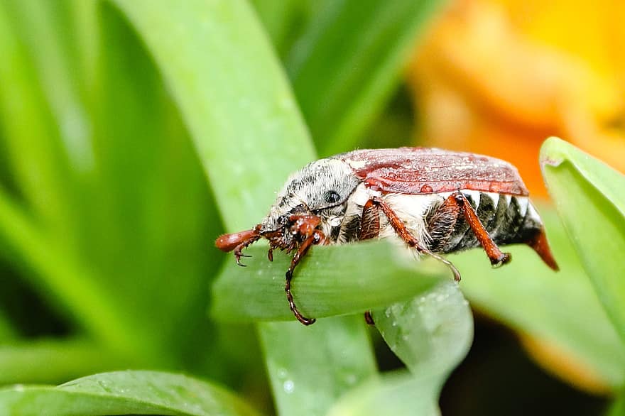 kumbang, serangga, rumput, tanaman, merangkak, melolontha, musim semi, kutu, bohong besar, serangga terbang, kulit chitin