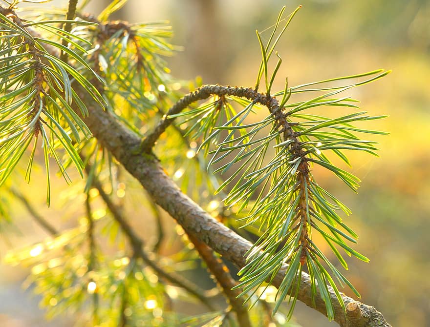 Nature, Branch, Evergreen, Iglak, Spruce, Pine, tree, leaf, close-up, plant, green color
