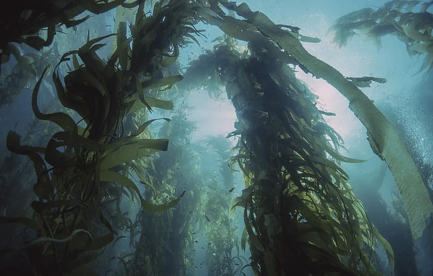 kelp, algues, planta aquàtica, sota l'aigua, planta, aigua, mar, oceà, peix, blau, escull