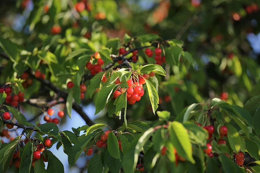 piros cseresznye, ág, fa, gyümölcs, természet, organikus, levél növényen, frissesség, zöld szín, nyári, növény