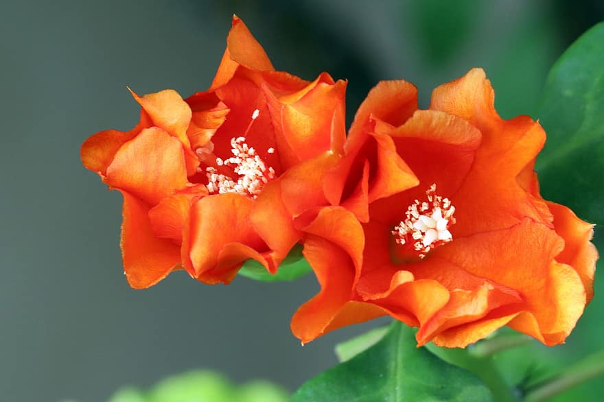 pereskia sacharosa, pereskia, oranžové květy, Příroda, flóra