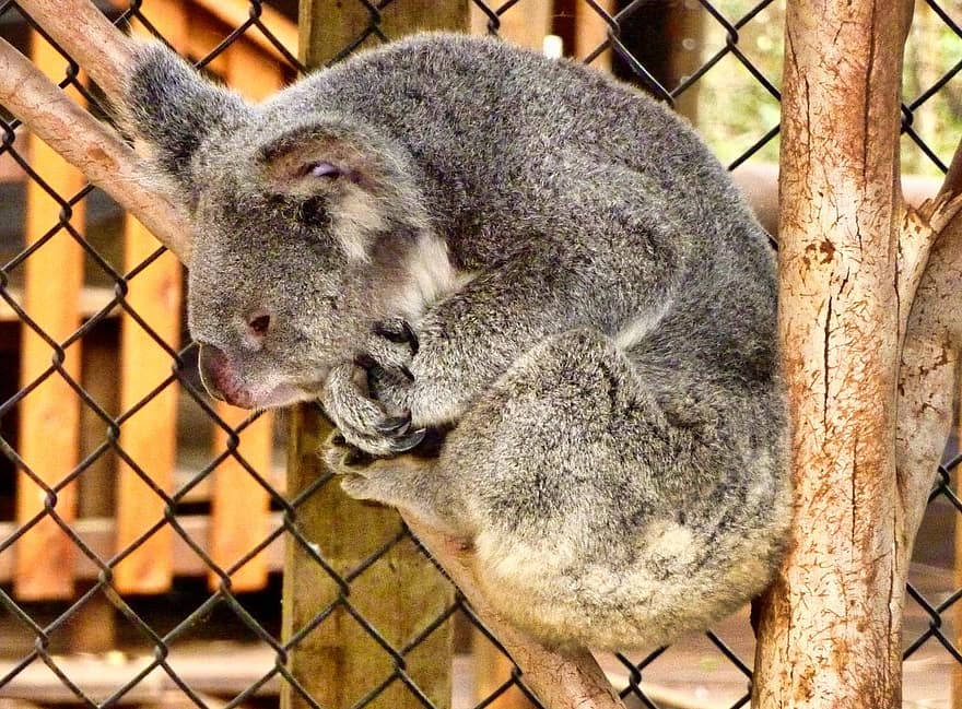 Koala, Koalabär, Zoo, Australien, Säugetier