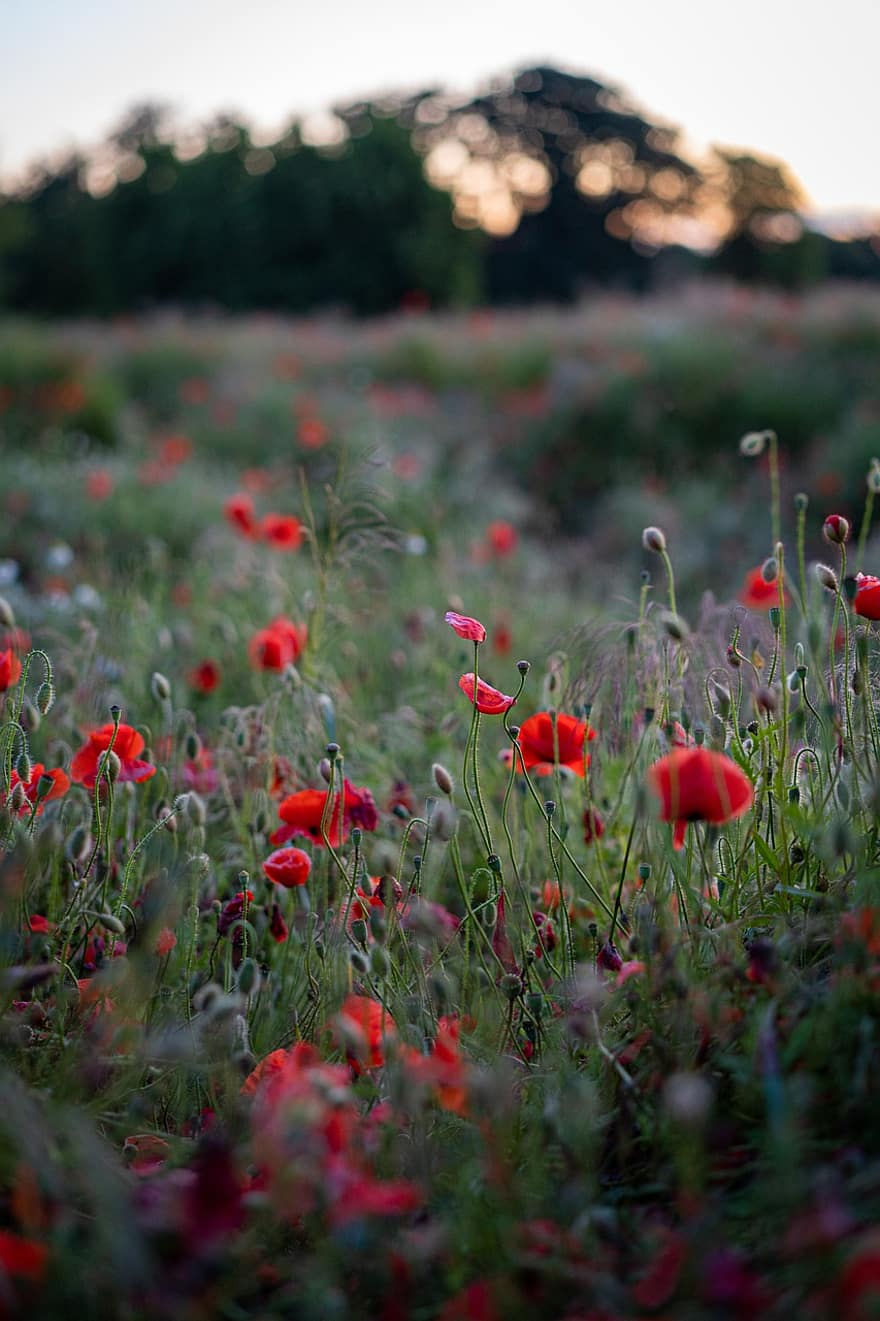 Poppies, Flowers, Field, Sunset, Flower Meadow, Red, Nature, Meadow
