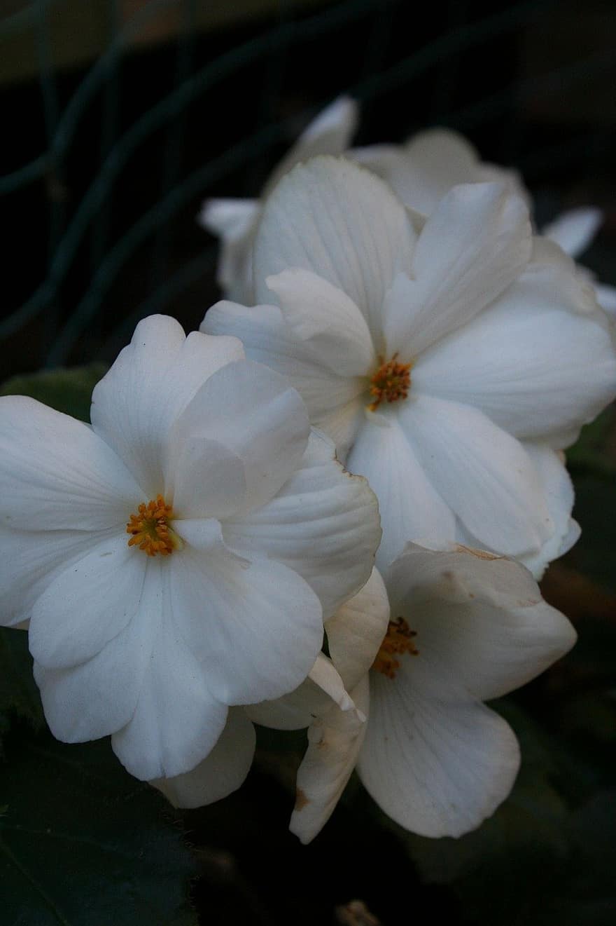 begonia, vita blommor, blomma, närbild, växt, kronblad, blomhuvud, blad, sommar, botanik, friskhet