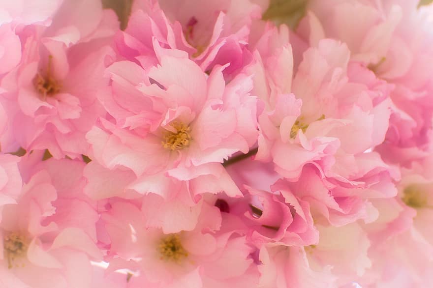 kersenbloesem, de lente, sakura, roze, bloeien, bloesem, natuur, boom, bloemen, tak, takken