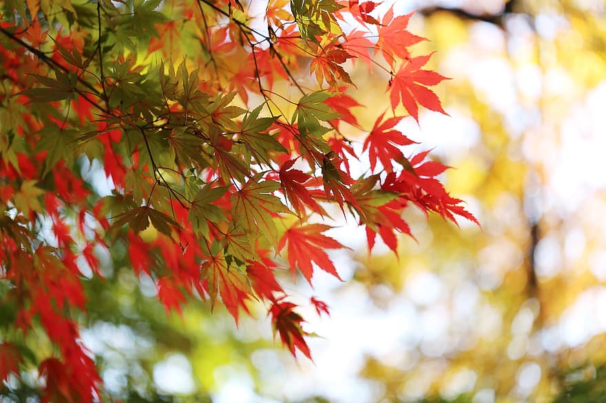 ต้นเมเปิ้ล, ฤดูใบไม้ร่วง, ใบไม้, ตก, ใบไม้ร่วง, ฤดูใบไม้ร่วงในเกาหลีใต้