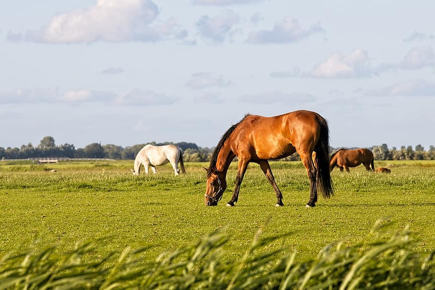kuda, padang rumput, merumput, paddock, rumput, tanah pertanian, surai, herbivora, makan, pedesaan, friesland