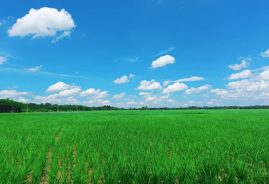 Feld, Reisfeld, Dorf, blauer Himmel, Wiese, Gras, Sommer-, ländliche Szene, Blau, grüne Farbe, Landschaft