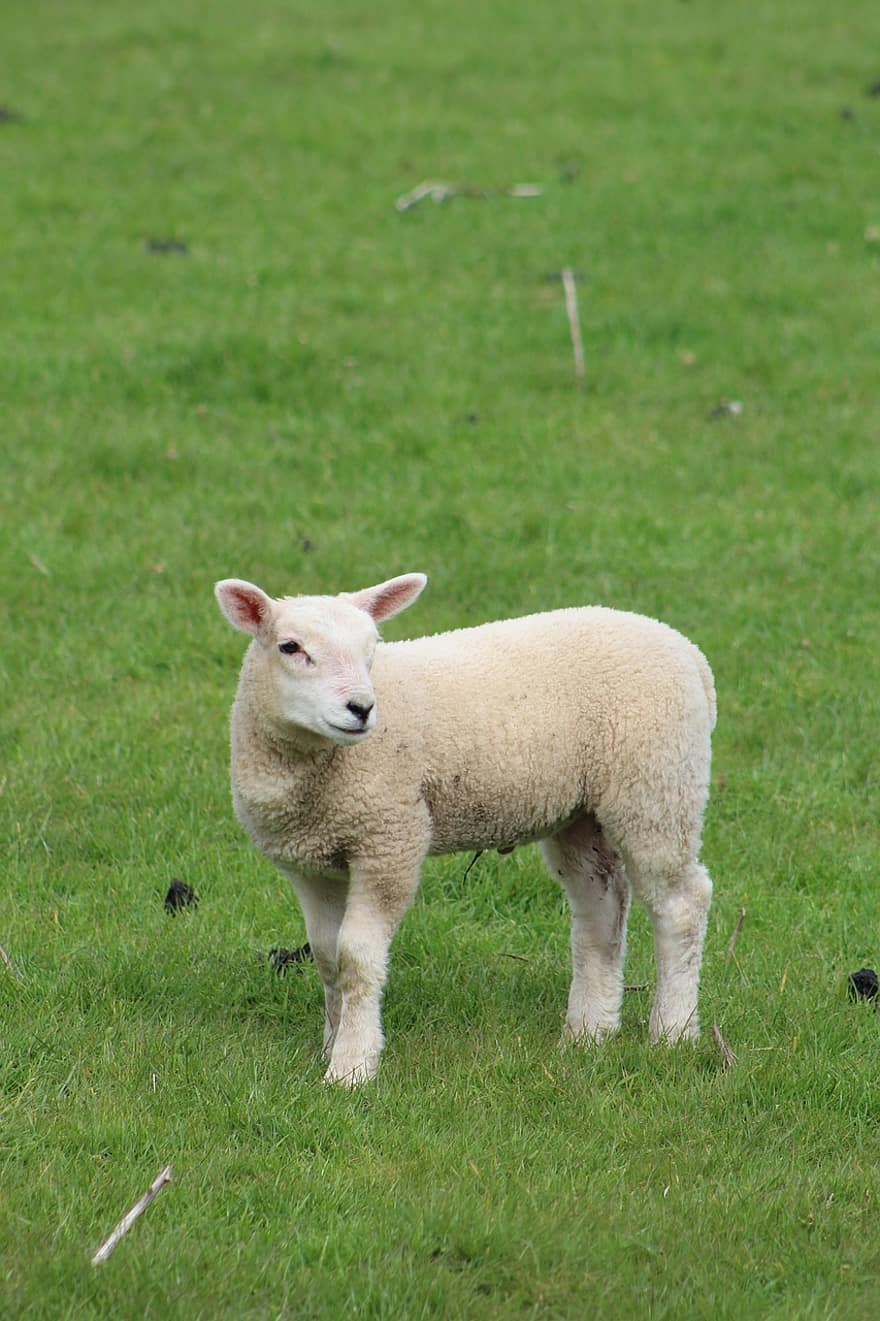 mouton, agneau, herbe, animal, portrait, mignonne, ferme, Prairie, scène rurale, la laine, pâturage