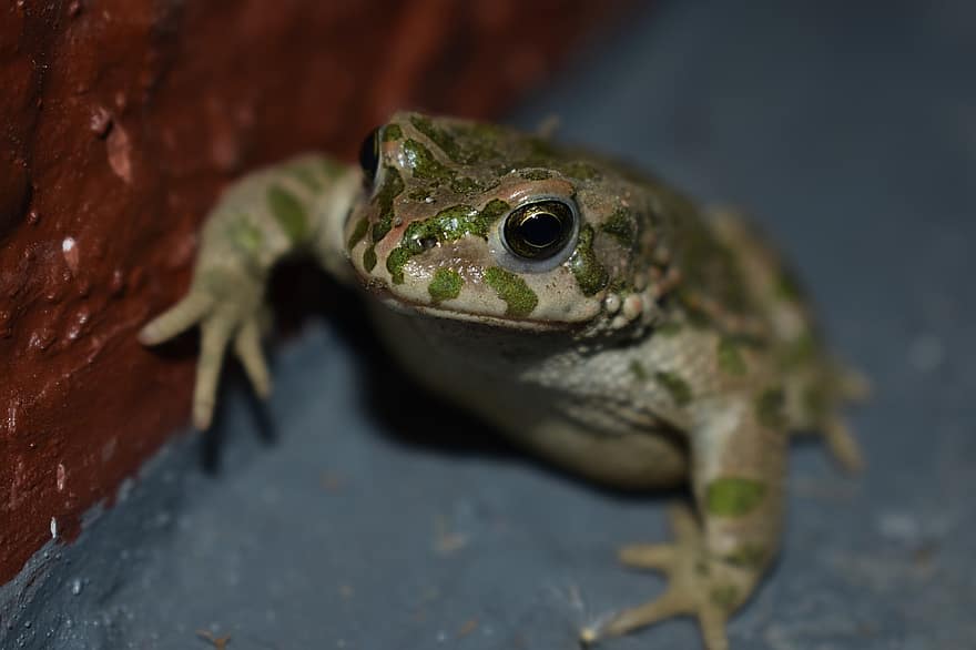 Frog, Toad, Amphibian, Animal, Fauna