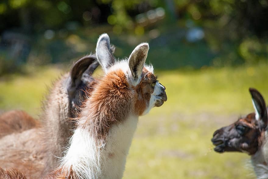 llamas, αγέλη, των ζώων, θηλαστικά, camelid, ζώα, αγρόκτημα