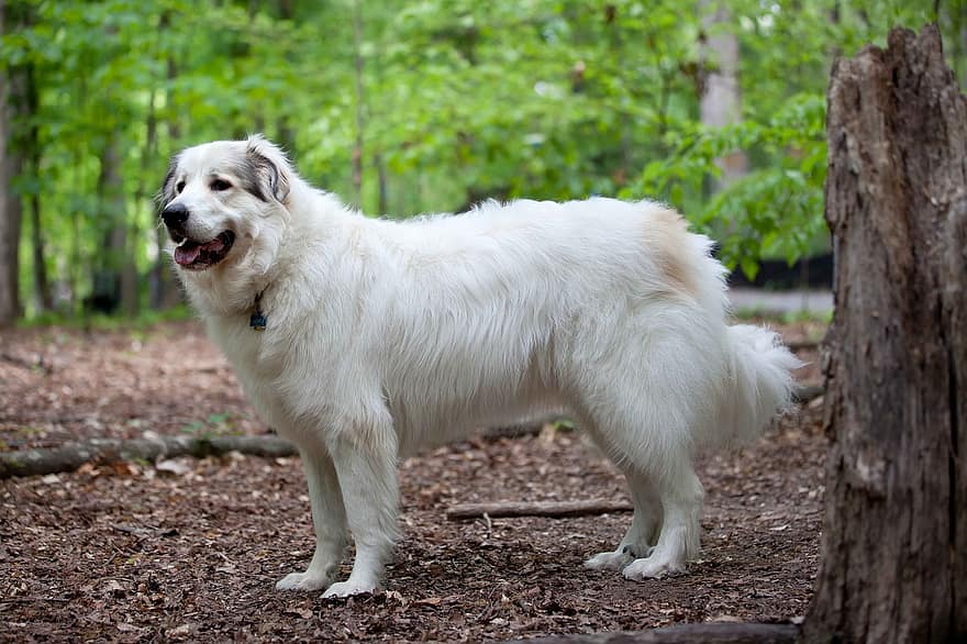 الكلب ، حيوان اليف ، الفراء ، فرو أبيض ، كلب أبيض ، كلب سعيد ، فروي ، كلب فروي ، المنزلي ، الكلب المحلي ، الغابة