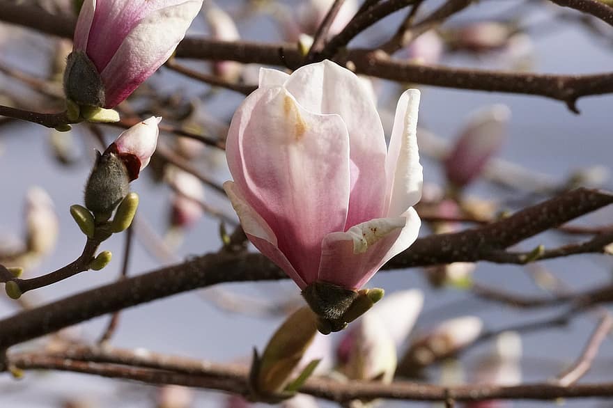 blomster, magnolia, flor, afdeling, forår, sæson-, tæt på, blomst, plante, blomsterhoved, blad