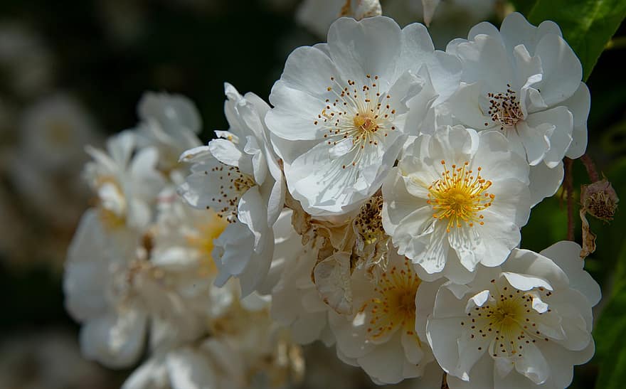 sakura, bloemen, kersenbloesems, witte bloemblaadjes, bloemblaadjes, bloesem, natuur, bloeien, flora