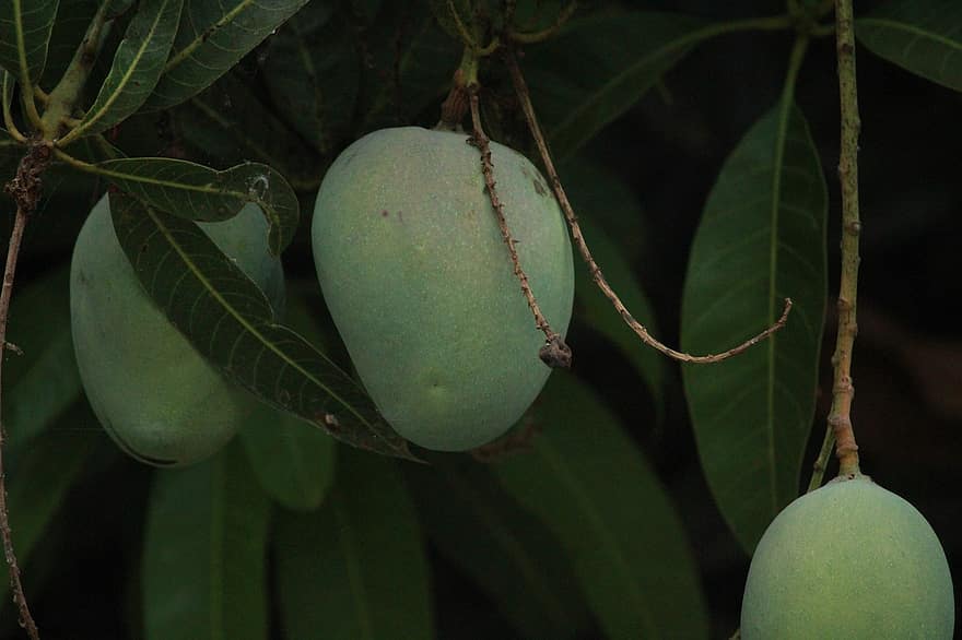 μάνγκο δέντρο, Φυτό μάνγκο, μάνγκο, καλλιέργεια, καρπός, αγρόκτημα