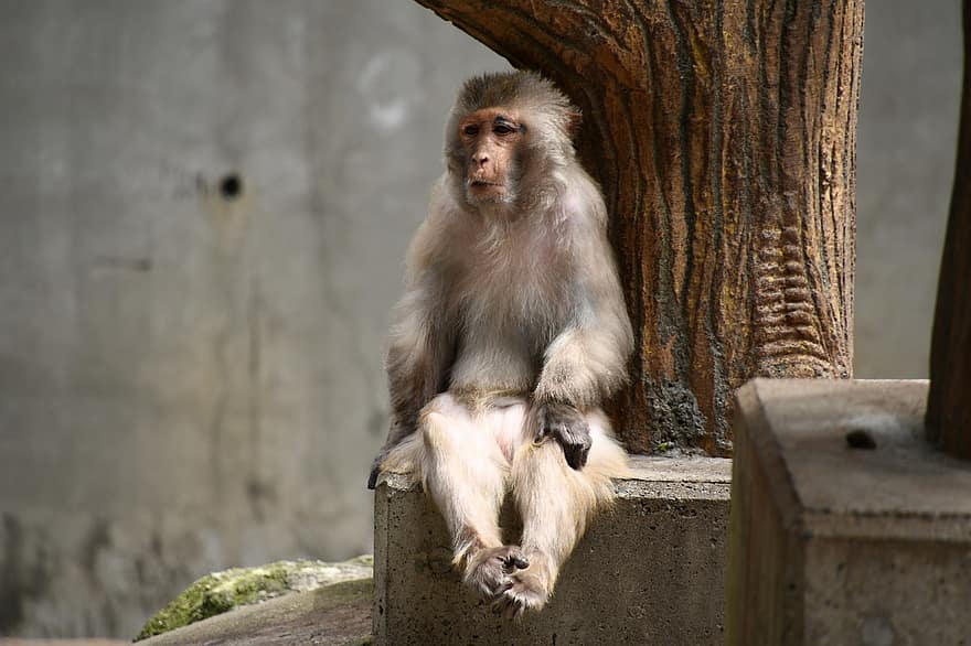 обезьяна, сидящий, расслабляющий, животное, зоопарк