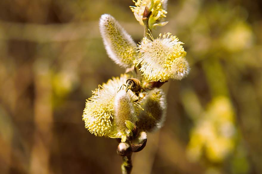Bee, Catkins, Flowers, Honey Bee, Insect, Ground Bee, Pollinate, Plant, Bloom, Pollen, Flora